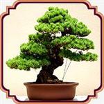 بذر مناسب بنسای کاج تهران - Eldarica Pine Bonsai seed