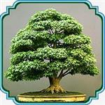 بذر مناسب بنسای افرا - Maple tree Bonsai seed