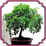 بذر مناسب بنسای اقاقیا - Robinia Bonsai seed