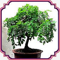 بذر مناسب بنسای اقاقیا - Robinia Bonsai seed