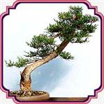 بذر مناسب بنسای سرو شیراز - Cupressus Bonsai seed