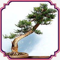 بذر مناسب بنسای سرو شیراز - Cupressus Bonsai seed