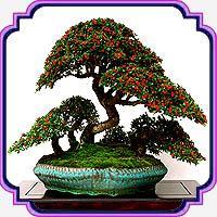 بذر مناسب بنسای شیرخشت - Cotoneaster Bonsai seed 