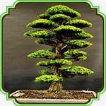 بذر مناسب بنسای سدروس دئودارا - Cedrus Deodara Bonsai seed