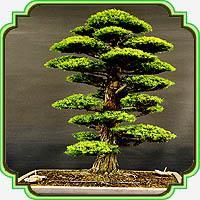 بذر مناسب بنسای سدروس دئودارا - Cedrus Deodara Bonsai seed