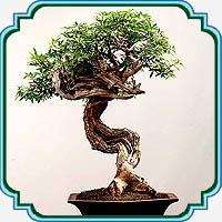 بذر مناسب بنسای پنج انگشت - Vitex Agnus Bonsai seed