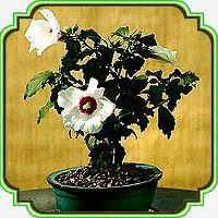 بذر مناسب بنسای ختمی درختی - Rose of Sharon Bonsai seed