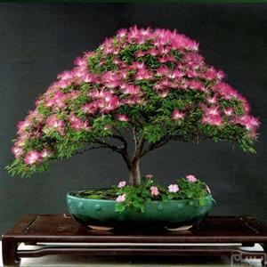 بذر مناسب بنسای ابریشم قرمز - Albizia Bonsai seed