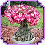 بذر مناسب بنسای ادنیوم (رز صحرایی) - Adenium obesum Bonsai seed