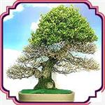 بذر مناسب بنسای بلوط - Oak Bonsai seed