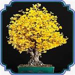 بذر مناسب بنسای درخت ژینکو - Ginkgo Biloba Bonsai seed