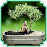 بذر مناسب بونسای رزماری - Rosemary bonsai seed