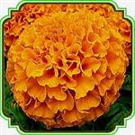 بذر گل جعفری پاکوتاه - Marigold Taishan Orange seed