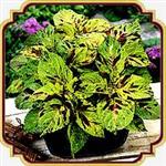 بذر گل حسن یوسف - Coleus Mosaic seed