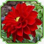 بذر گل کوکب (قرمز) - Dahlia Figaro seed