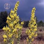 بذر گل ماهور - Mullein seed