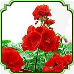 بذر گل شمعدانی (قرمز) - Geranium Red seed