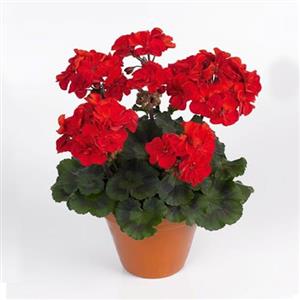 بذر گل شمعدانی (قرمز) - Geranium Red seed