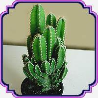 کود کاکتوس - Cactus Feed