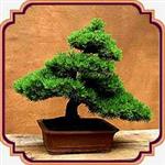 کود بونسای - Bonsai Fertilizer