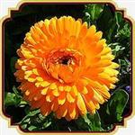 بذر گل همیشه بهار - Calendula Gitana Orange seed