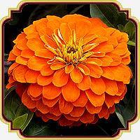 بذر گل آهار پرپر - Zinnia Magellan orange seed 