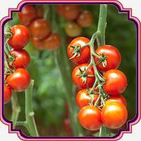 بذر گوجه درختی - Tomato Tree seed 