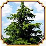 بذر درخت سدروس دئودارا - Cedrus Deodara seed