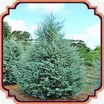 بذر درخت سرو سیمین - Cupressus arizonica seed