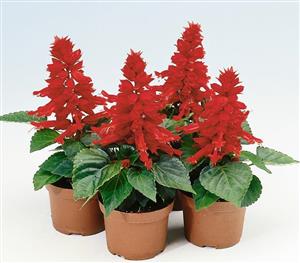 بذر گل سلوی - Salvia splendens seed Required field