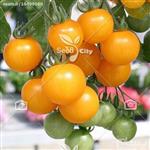 بذر گوجه چری زرد - Tomato Cherry Yellow seed