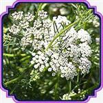 بذر انیسون - Anise seed