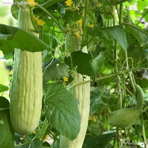 بذر خیار چنبر - 100 گرم - Armenian cucumber seed