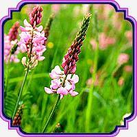 بذر اسپرس - Sainfoin seed 