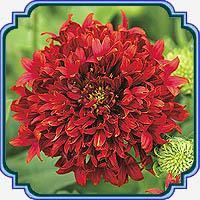 بذر گل رعنا پرپر قرمز - Gaillardia Sundance Red seed 