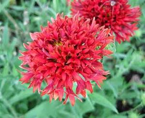 بذر گل رعنا پرپر قرمز - Gaillardia Sundance Red seed 