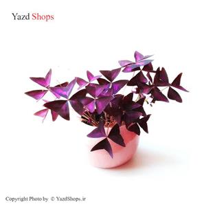 پیاز اکسالیس - Oxalis Triangularis Bulb 