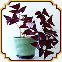 پیاز اکسالیس - Oxalis Triangularis Bulb 