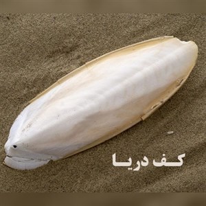 کف دریا کد S16 وزن 100 گرم