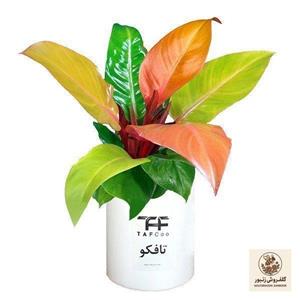 گیاه طبیعی فیلودندرون پرتغالی تافکو مدل شاهزاده کد 2x