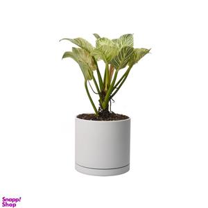 گیاه طبیعی فیلودندرون برکین کد 11112-2202