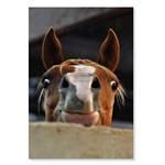 پوستر طرح چهره بانمک اسب Horse Cute Face مدل M0692