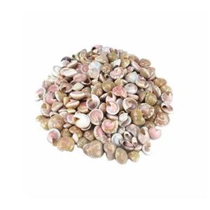 صدف و حلزون تزیینی مدل pink eye بسته 80 گرمی