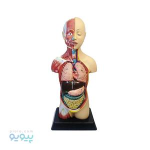 بازی آموزشی طرح مولاژ آناتومی بدن انسان مدل 4040