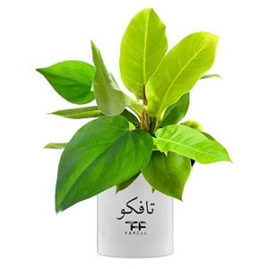 گل طبیعی فیلودندرون  تافکو مدل سبز کد 2x