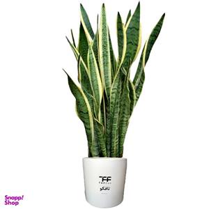 گل طبیعی سانسوریا ابلق تافکو مدل غلاف کد 3x