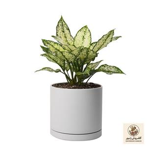 گیاه طبیعی آگلونما کد 10312/2202