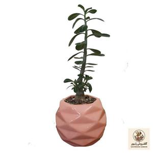 گیاه طبیعی بونسای آدنیوم مدل برگدار