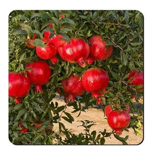 زیر لیوانی طرح درخت انار کد nzl487