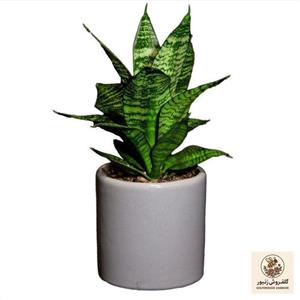 گیاه طبیعی سانسوریا مدل L-S-06